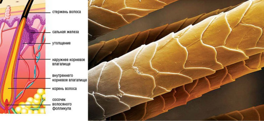 Кутикула волос