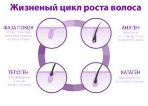 Цикл роста волос
